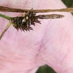 Carex extensa Žiedas