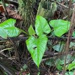 Philodendron ornatum Leaf