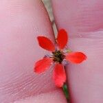 Adonis flammea Flower