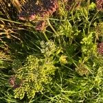 Heracleum sphondyliumFlower