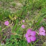 Geranium viscosissimum Kvet