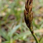 Carex uncinioides 花