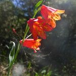 Fritillaria recurva Flor