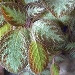 Episcia cupreataList