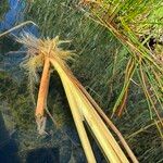 Typha orientalis 形态