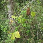 Amphilophium crucigerum Fruit