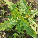 Sonchus radicatus Blad