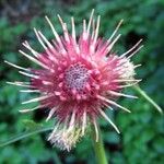 Cirsium rivulare Fula