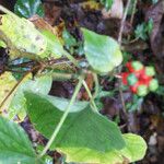 Clerodendrum buchananii Habit