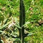 Cirsium eriophorum Feuille