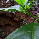 Solanum anceps Leaf