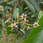 Ocotea acutifolia Λουλούδι