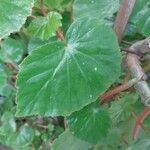 Begonia minor Leaf