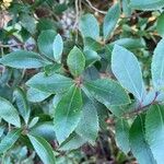 Arbutus unedo Leaf