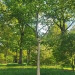 Betula maximowicziana 形態
