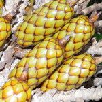 Raphia hookeri Fruto