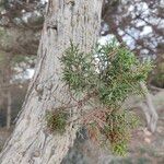 Juniperus phoeniceaЛист