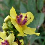 Verbascum nigrum Flor