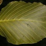 Guettarda combsii Leaf