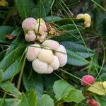 Rhododendron ferrugineumFruit