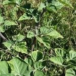 Datura wrightii Leaf