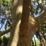 Ficus abutilifolia Bark