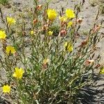 Oenothera stricta Агульны выгляд