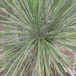 Yucca constricta 整株植物