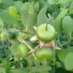 Sonneratia caseolaris Fruit