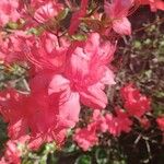 Rhododendron calendulaceum Floare