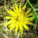 Tragopogon pratensis Blüte