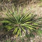 Yucca rupicola Хабит