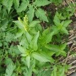 Mercurialis annua Лист