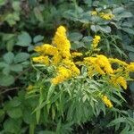 Solidago canadensisফুল