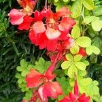 Tropaeolum speciosum Flor