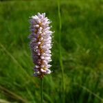 Bistorta officinalis Flower