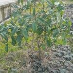 Magnolia odora Φύλλο