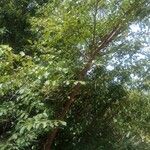 Lonchocarpus punctatus عادت داشتن