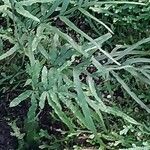 Pteris multifida 葉