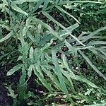 Pteris multifida Leaf