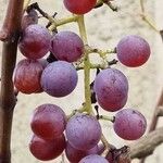 Vitis vinifera ഫലം