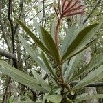 Pittosporum deplanchei Habitus