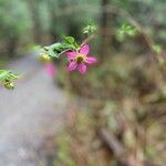 Rubus spectabilis Cvet