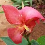 Canna iridiflora Λουλούδι