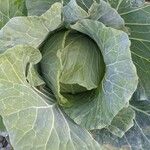 Brassica oleraceaبرگ