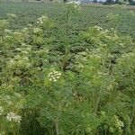 Conium maculatum Habit