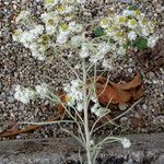 Anaphalis margaritacea Blomma