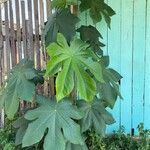 Cecropia obtusa Blatt