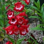 Penstemon hartwegii Flower