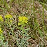 Euphorbia seguieriana Hábito